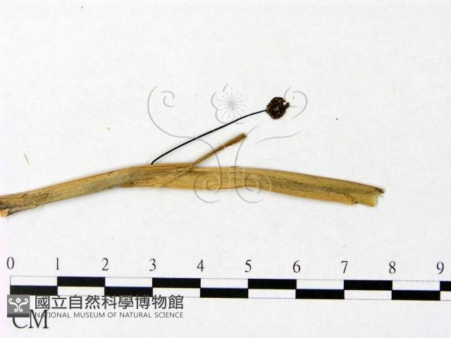 微皮傘屬藏品圖，第3張
