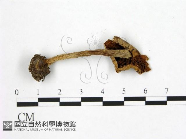 登錄號:F0021857藏品圖，第3張