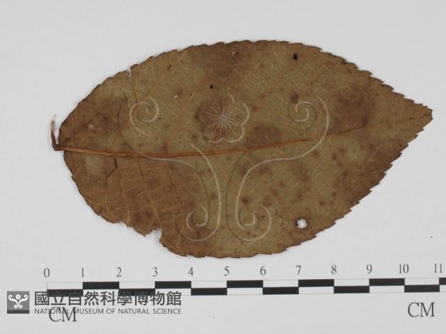 登錄號:F0011857藏品圖，第3張
