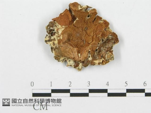 蠟孔菌屬藏品圖，第3張