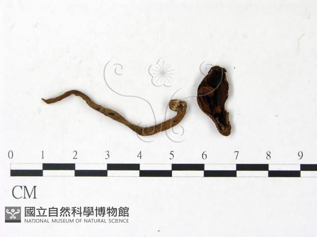 登錄號:F0022857藏品圖，第3張