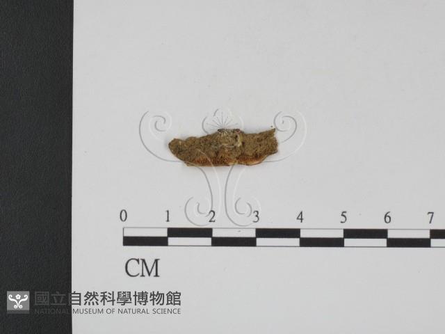 登錄號:F0012857藏品圖，第3張