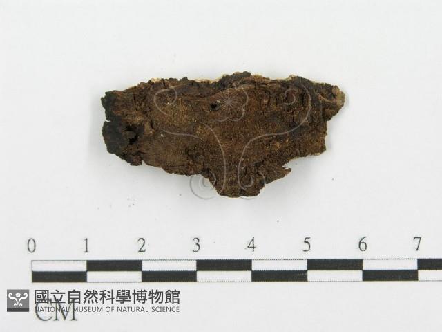 登錄號:F0007857藏品圖，第3張