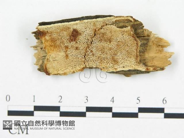 登錄號:F0017857藏品圖，第1張