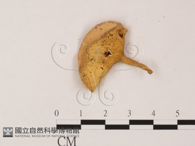 登錄號:F0009857藏品圖，第3張