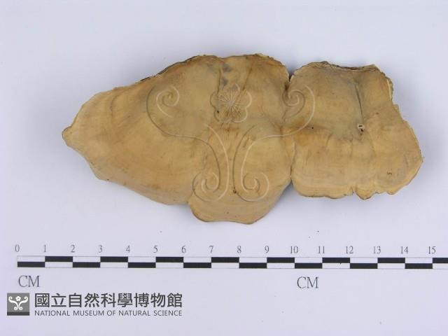 蠔韌革菌藏品圖，第3張