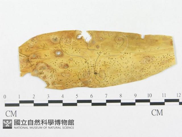 登錄號:F0018957藏品圖，第1張