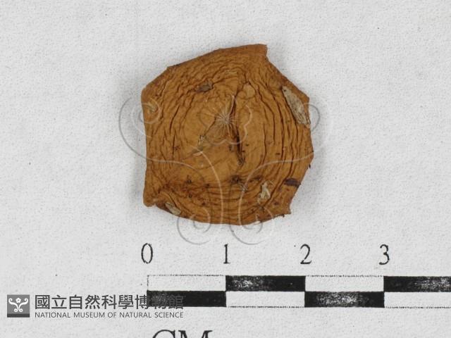 登錄號:F0026957藏品圖，第3張