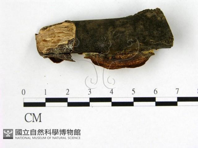 多年臥孔菌屬藏品圖，第3張