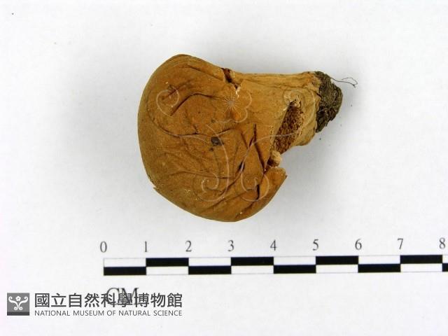 登錄號:F0021957藏品圖，第3張