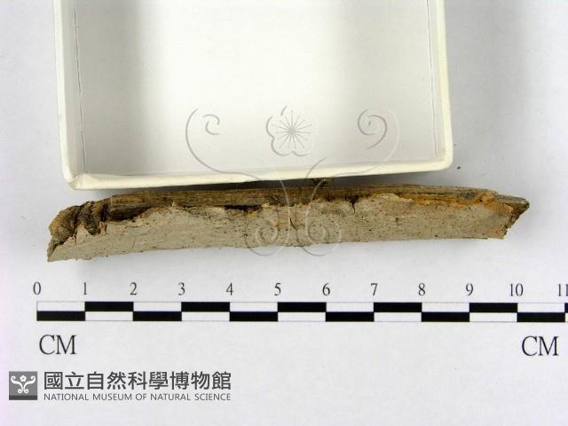 登錄號:F0001957藏品圖，第3張
