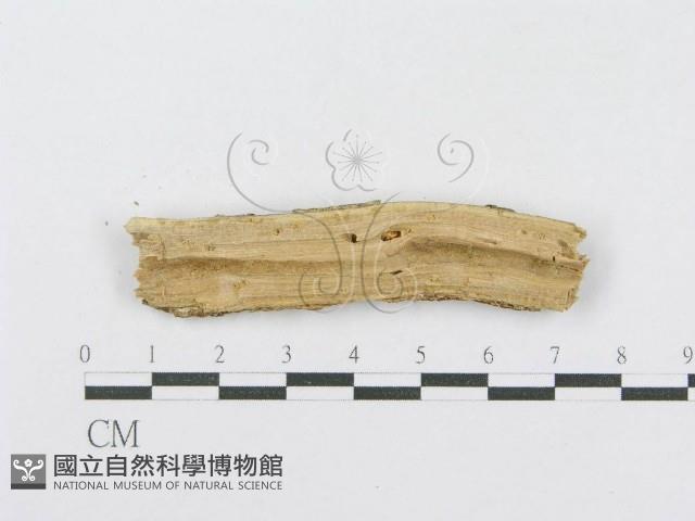 射脈菌屬藏品圖，第3張