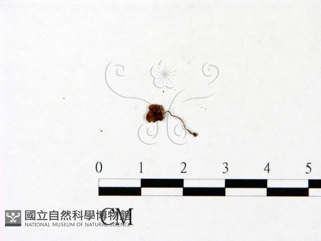 小菇屬藏品圖，第3張