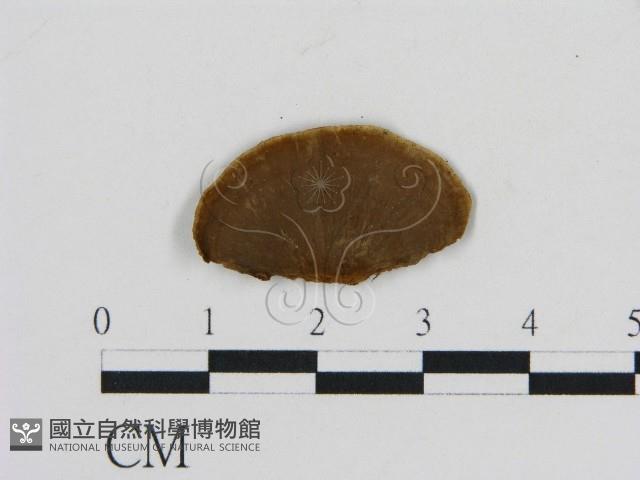 刺革菌屬藏品圖，第3張