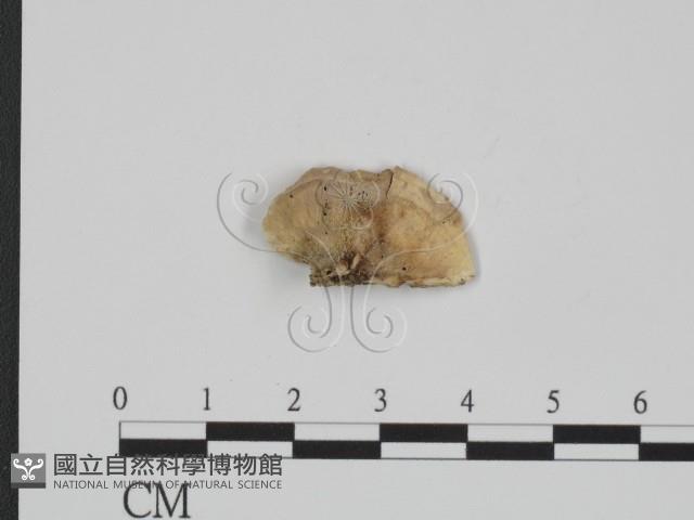 附毛菌屬藏品圖，第3張