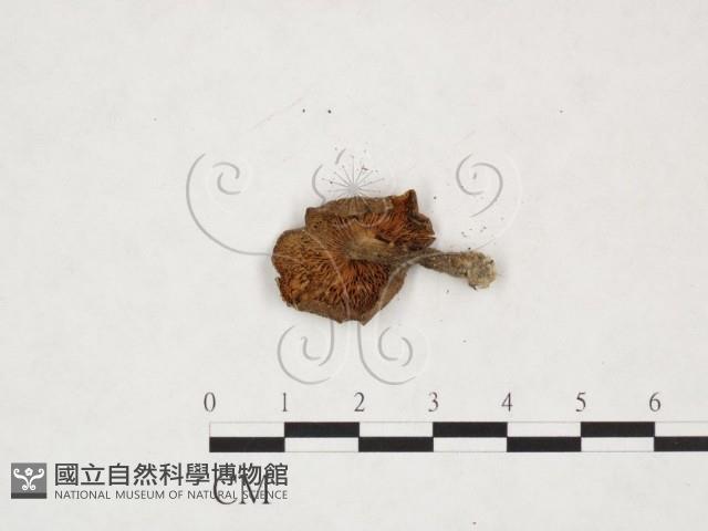 登錄號:F0025957藏品圖，第3張
