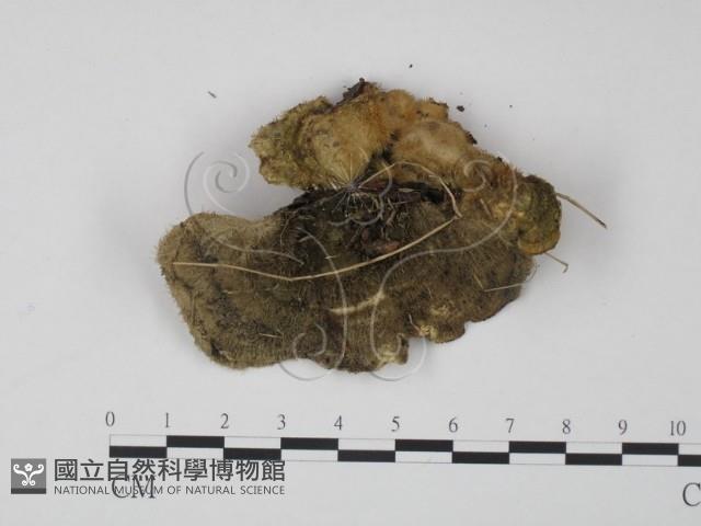 登錄號:F0005957藏品圖，第3張