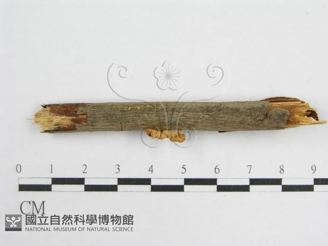 微皮傘屬藏品圖，第3張