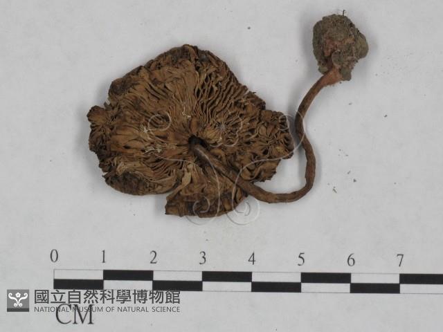 登錄號:F0023957藏品圖，第3張