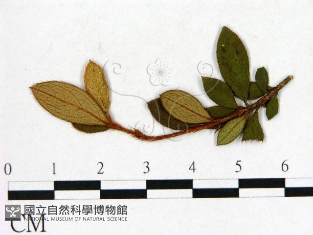 登錄號:F0020657藏品圖，第3張