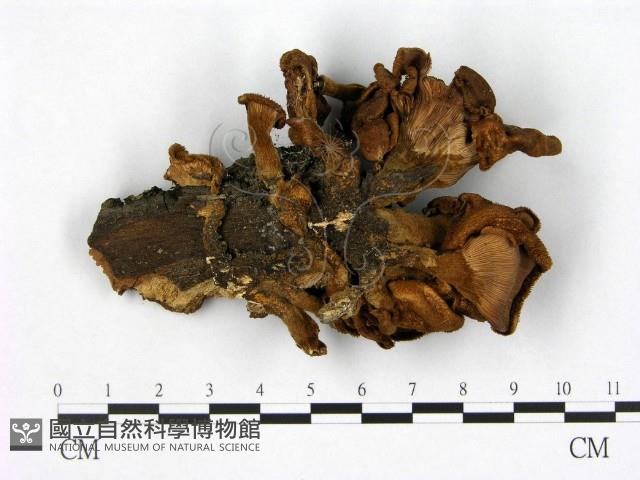登錄號:F0000657藏品圖，第3張