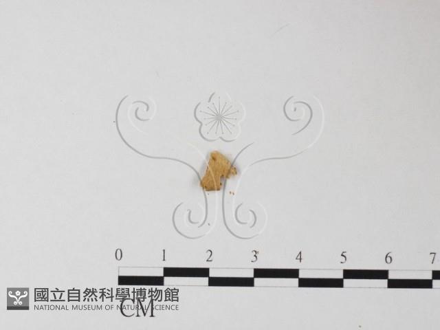 登錄號:F0010657藏品圖，第3張