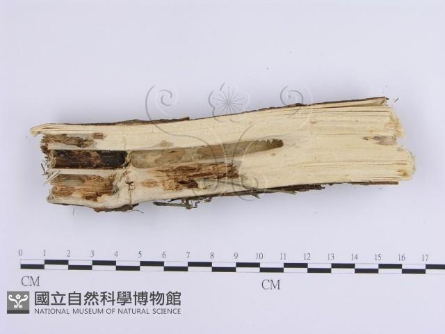 容氏菌屬藏品圖，第3張