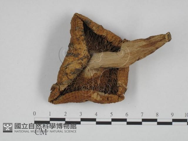 登錄號:F0024657藏品圖，第3張