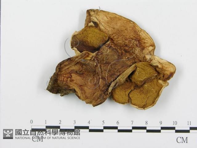 登錄號:F0004657藏品圖，第3張