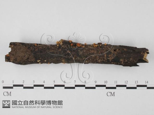 登錄號:F0014657藏品圖，第3張