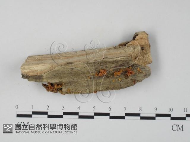 登錄號:F0012657藏品圖，第3張
