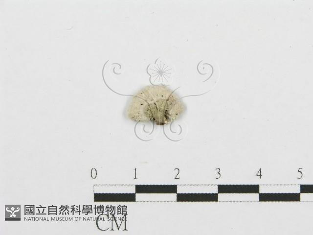 裂褶菌藏品圖，第3張