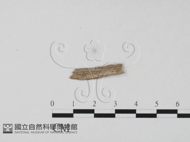 登錄號:F0019657藏品圖，第3張