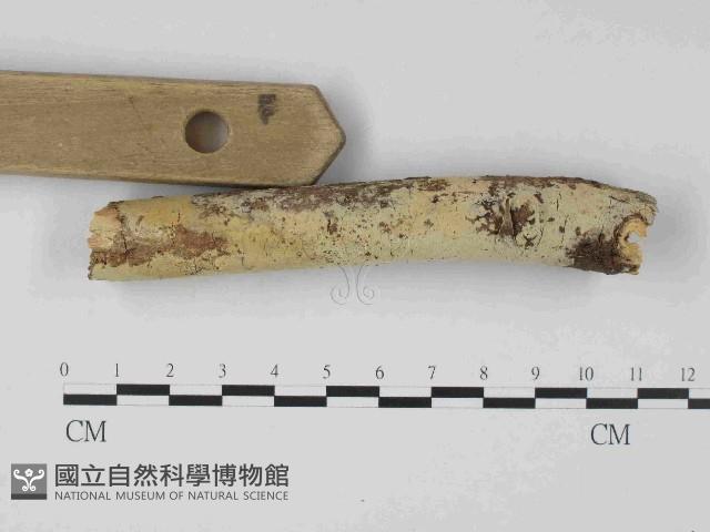 絲齒菌屬藏品圖，第3張