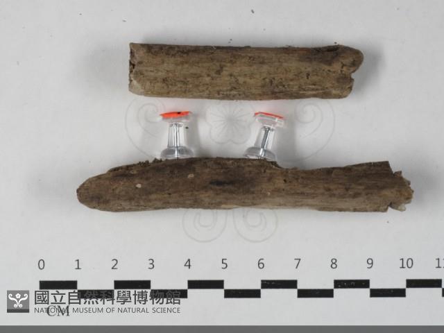 登錄號:F0033657藏品圖，第3張