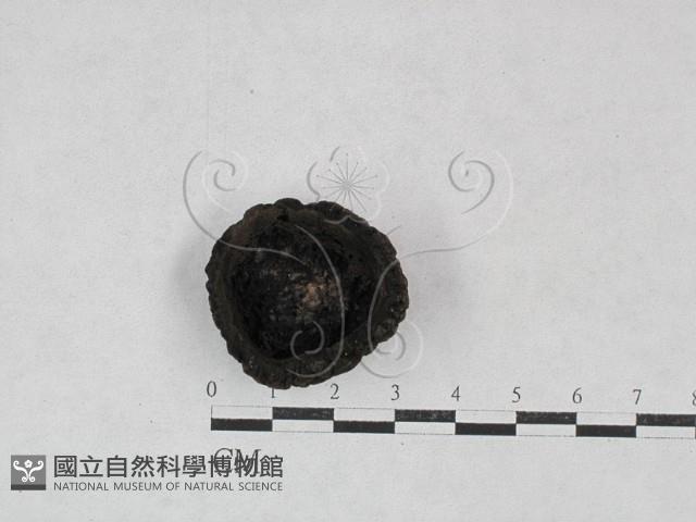 登錄號:F0028457藏品圖，第3張