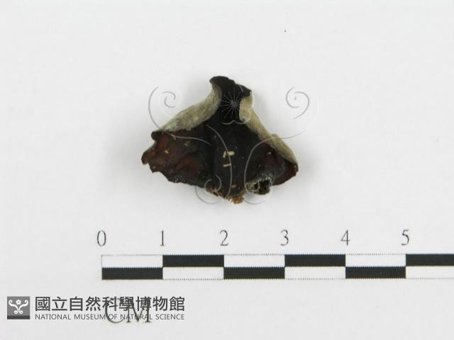 登錄號:F0020457藏品圖，第3張