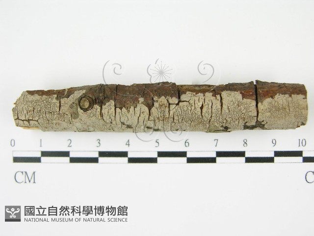 登錄號:F0010457藏品圖，第3張