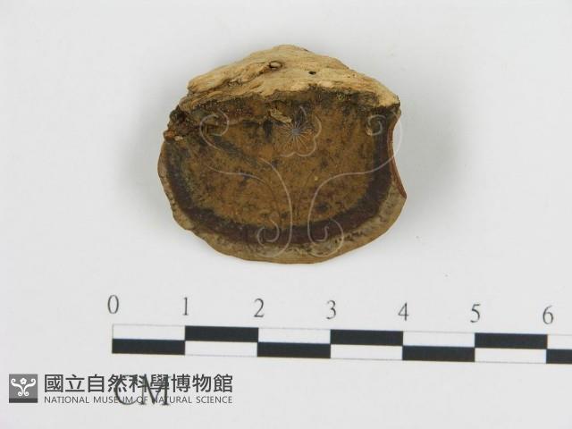 登錄號:F0016457藏品圖，第1張