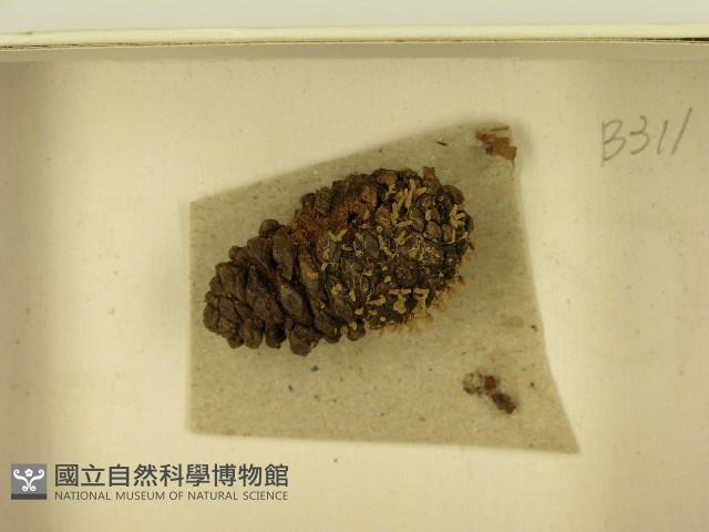 登錄號:F0021457藏品圖，第3張