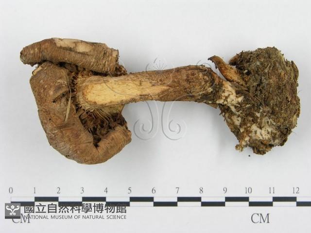 杯傘屬藏品圖，第3張