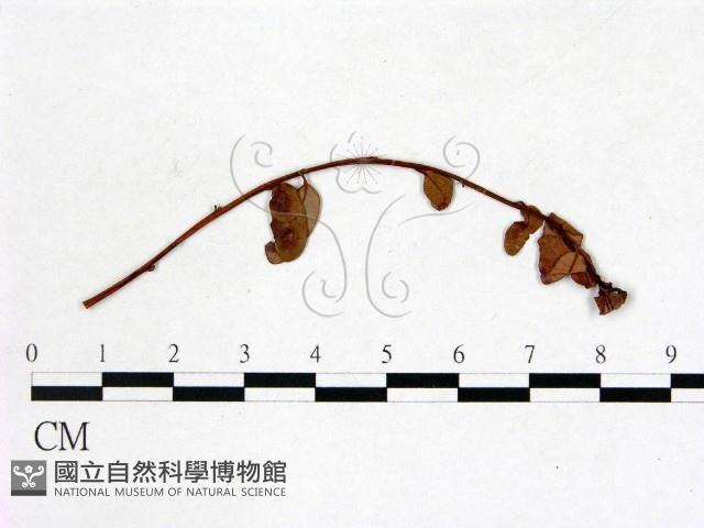 登錄號:F0011457藏品圖，第3張