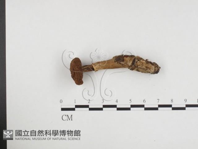 登錄號:F0024457藏品圖，第3張