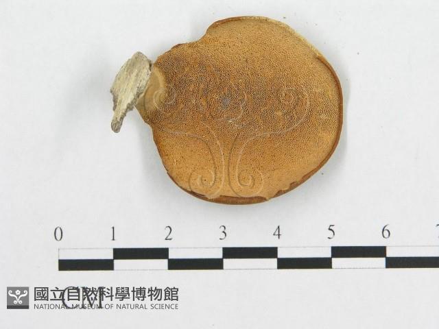 多孔菌屬藏品圖，第3張