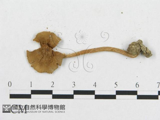 登錄號:F0012457藏品圖，第3張