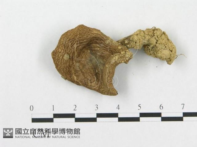 登錄號:F0007457藏品圖，第3張