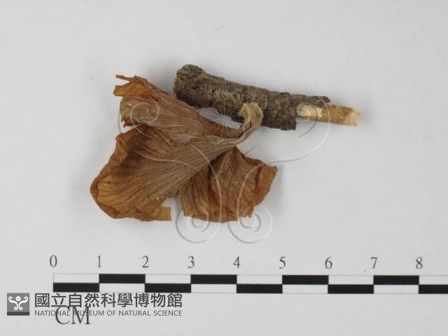 登錄號:F0005457藏品圖，第3張