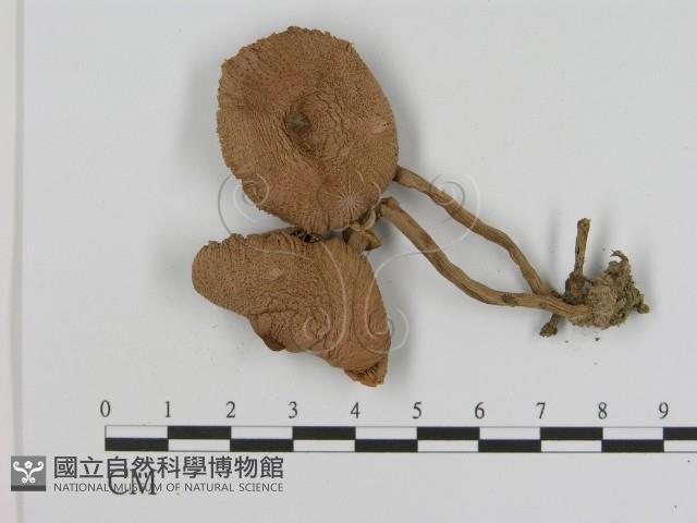 登錄號:F0020757藏品圖，第3張