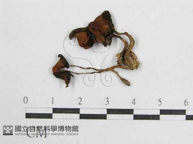 鬼傘屬藏品圖，第3張