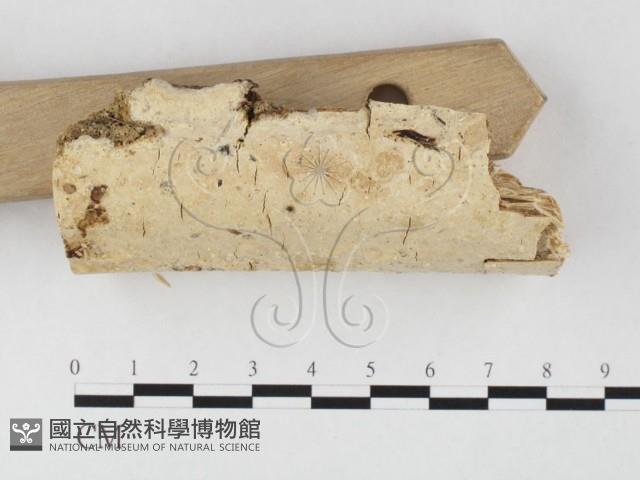 顯絲菌屬藏品圖，第3張